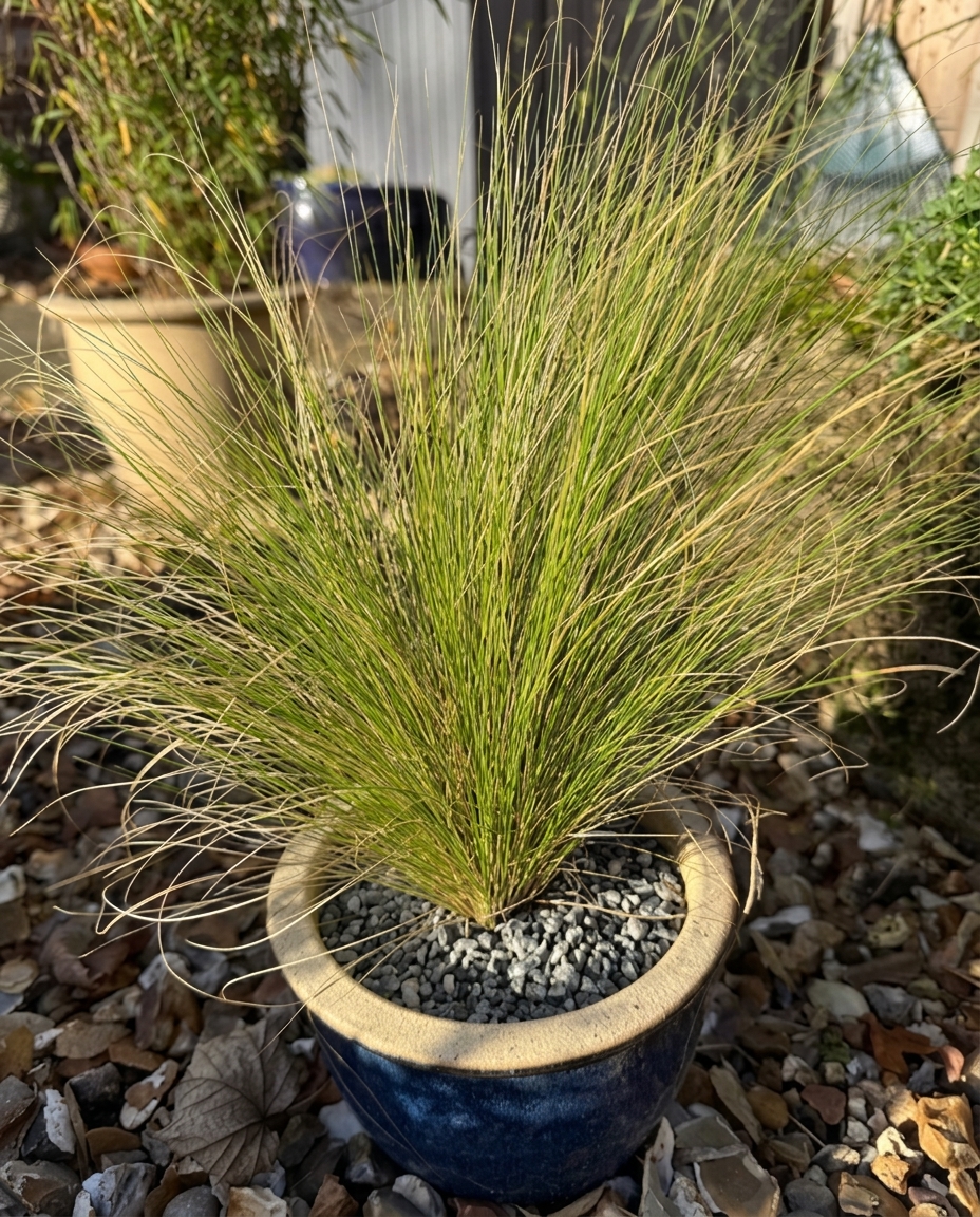 Stipa tenuissima